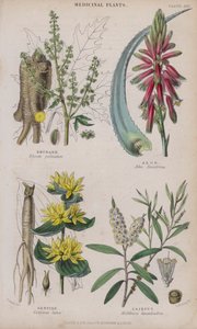 Rabarbaro; aloe; genziana; cajeput da W. Fitch