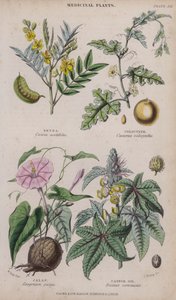 Senna; Colocinta; Jalap; Olio di ricino da W. Fitch