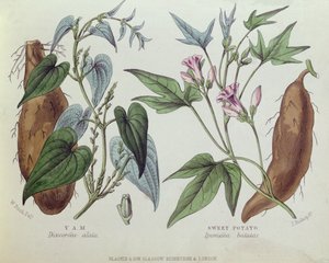 Yam e patata dolce da W. Fitch