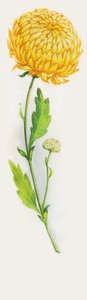 Fiore di crisantemo, disegno