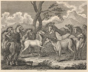 Il consiglio dei cavalli da W. Grainger