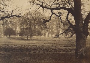 Parco di Windsor, cervi che si nutrono, 1850 da W. H. Nicholl