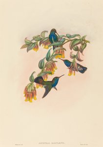 Agyrtria bartletti (Smeraldo di Bartlett) da W. Hart