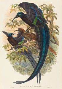 Epimachus speciosus (Uccello del paradiso dal becco ricurvo) da W. Hart