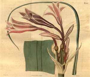 Crinum bulbispermum