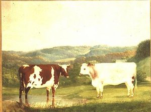 Bovini contro un paesaggio