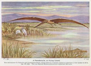Un Pterodattilo, o Lucertola Volante da W. J. Stokoe