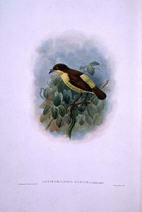 Loboparadisea serica, Uccello del Paradiso dal becco d