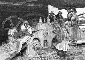 Schiacciamento della canna, 1886