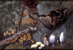Funghi nel Bosco