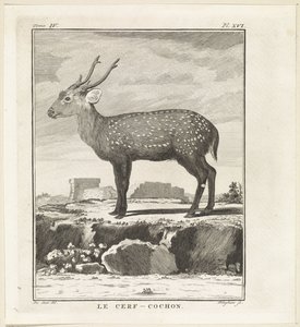Cervo da W. Tringham