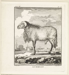Ariete da W. Tringham