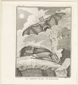 Pipistrelli da W. Tringham