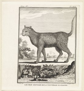 Gatto selvatico da W. Tringham