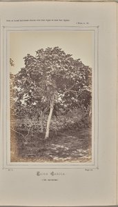 Ficus carica, a Nizza (Alpi Marittime) da W. de Bray