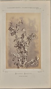 Solanum sanctum, cuelli a Èze (Alpi Marittime) da W. de Bray
