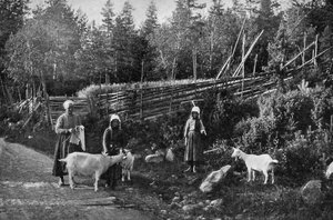 Allevamento di capre a Dalarna, Svezia, 1908-1909 da Wald Zachrisson