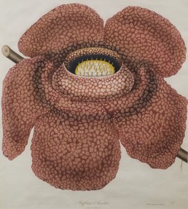 Fiore di Rafflesia arnoldii