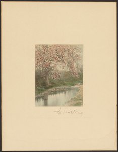 [Albero fiorito] da Wallace Nutting