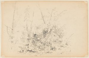 Schizzo di piante selvatiche
