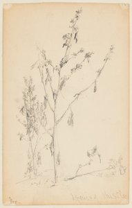 Studio di cardi da Walter Clark