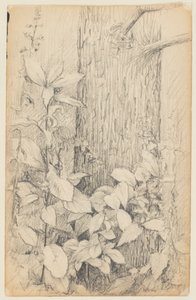Studio del sottobosco da Walter Clark