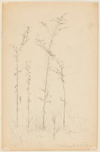 Studio di piante selvatiche, Fordham Heights