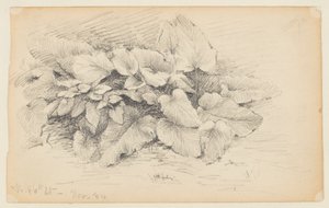 Studio di una Pianta, West 86th Street da Walter Clark