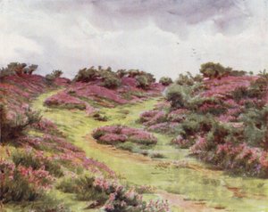 La Nuova Foresta: Erica campanulata a Setley Plain