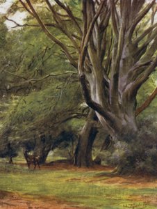 La Nuova Foresta: Penerley Woods