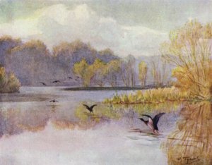 La Nuova Foresta: La piscina al mulino di Minstead da Walter Frederick Roofe Tyndale