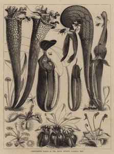 Piante carnivore nei Giardini Botanici Reali, Kew