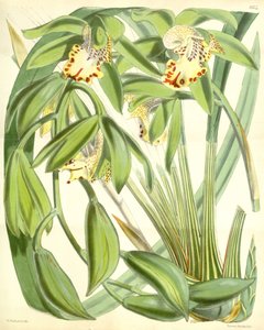 Cymbidium hookerianum da Walter Hood Fitch