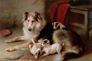 Un Collie con cuccioli di Fox Terrier, 1913