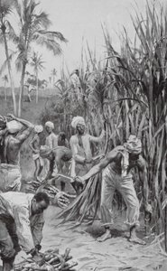 Coolies di Trinidad al lavoro in un campo di canna da zucchero