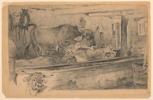 Studio di bestiame per la tosatura delle pecore