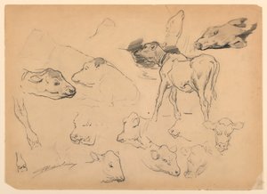 Studi di bovini, teste di pecore e un maiale