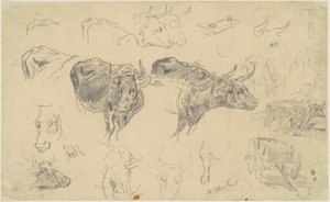 Studi di buoi