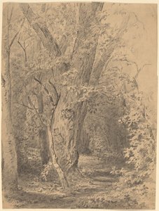 Albero e Foliage