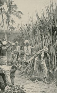Coolies di Trinidad al lavoro in un campo di canna da Walter Stanley Paget