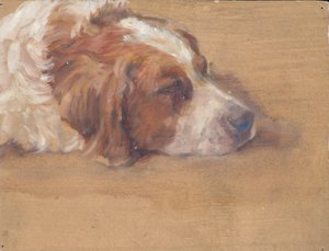 Testa di cane (studio)
