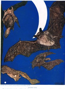 Pipistrelli britannici, illustrazione da 