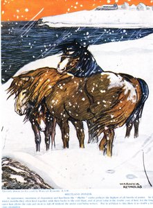 Pony delle Shetland, illustrazione da 