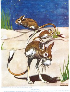 Il Jerboa, illustrazione da 