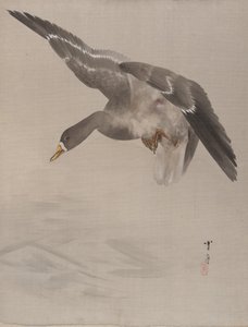 Anatra da Watanabe Seitei
