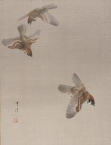 Passeri in Volo