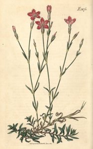 Garofano dei campi - Dianthus campestris. Incisione botanica colorata a mano da Weddell tratta dalla rivista Curtis