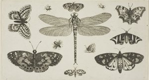 Una libellula, coccinelle e farfalle, da Diversae Insectorum...Figurae da Wenceslaus Hollar