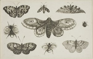 Una falena, farfalle e api da Wenceslaus Hollar