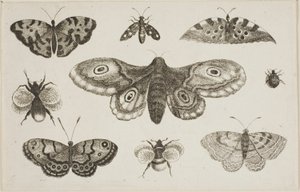 Una falena, farfalle e api da Wenceslaus Hollar